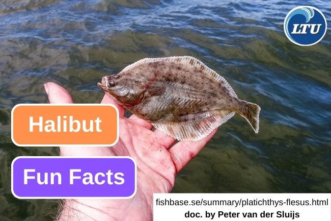 7 Interesting Facts About Atlantic Halibut